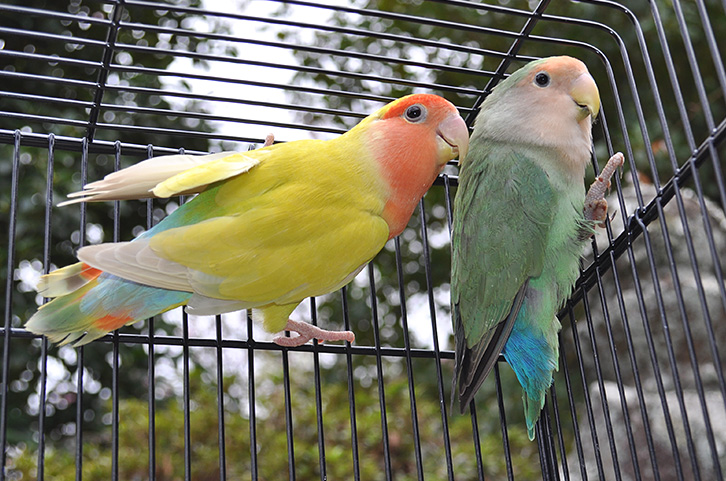 小桜インコ