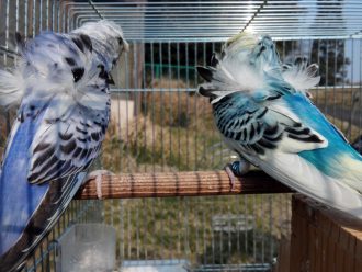 ブリーダー日誌 羽衣セキセイインコ雛 アニマルハウス青山 ブリーダー日誌 羽衣セキセイインコ雛 アニマルハウス青山