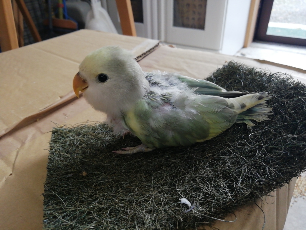 アニマルハウス青山 三重県伊賀のシベリアンハスキーの子犬販売 インコなどの繁殖 アニマルハウス青山 三重県伊賀のシベリアンハスキーの子犬販売 インコなどの繁殖
