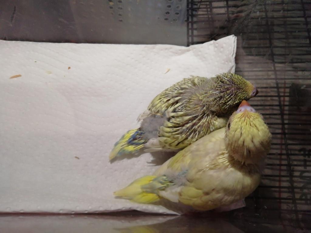 セキセイインコの雛