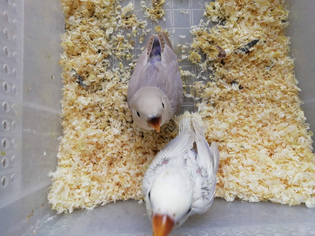 コザクラインコの雛