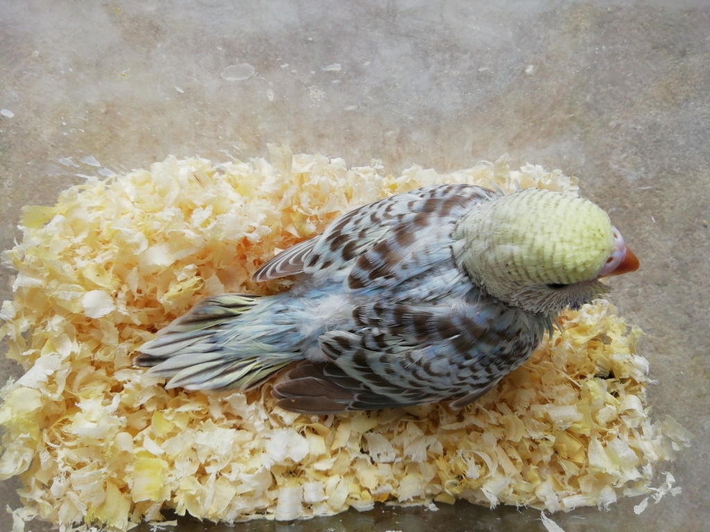 セキセイインコの雛