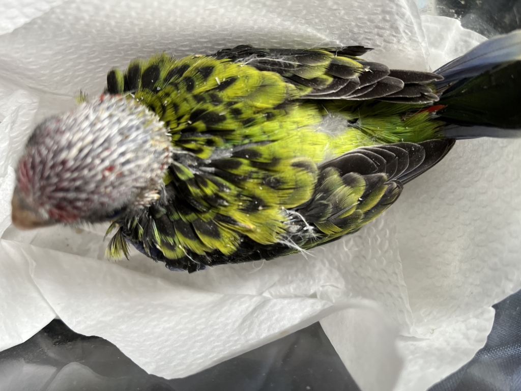 七草インコ雛