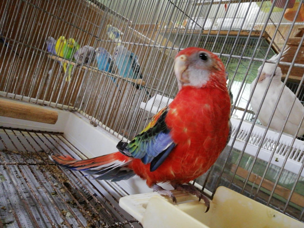 手乗りナナクサインコ