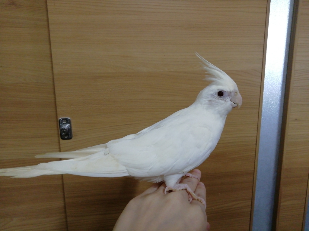 手乗りオカメインコ