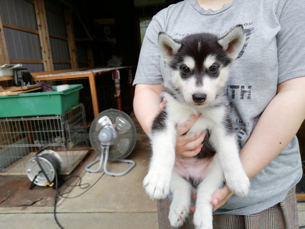 シベリアンハスキー仔犬産まれました