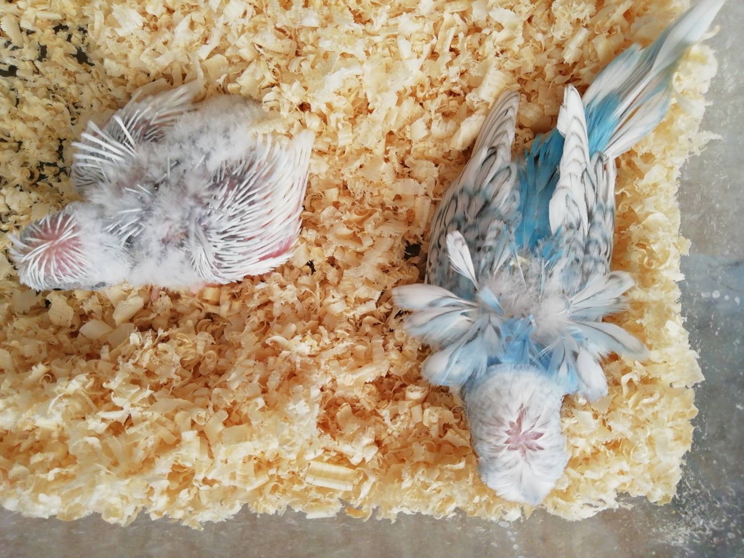 羽衣セキセイインコ