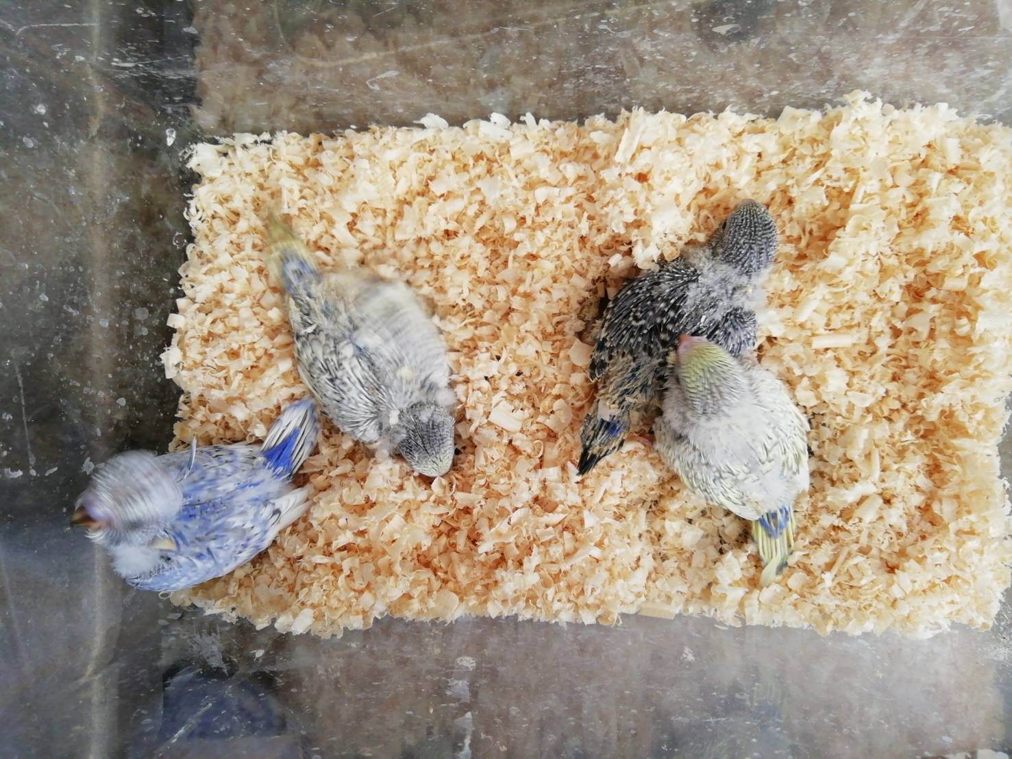 セキセイインコ