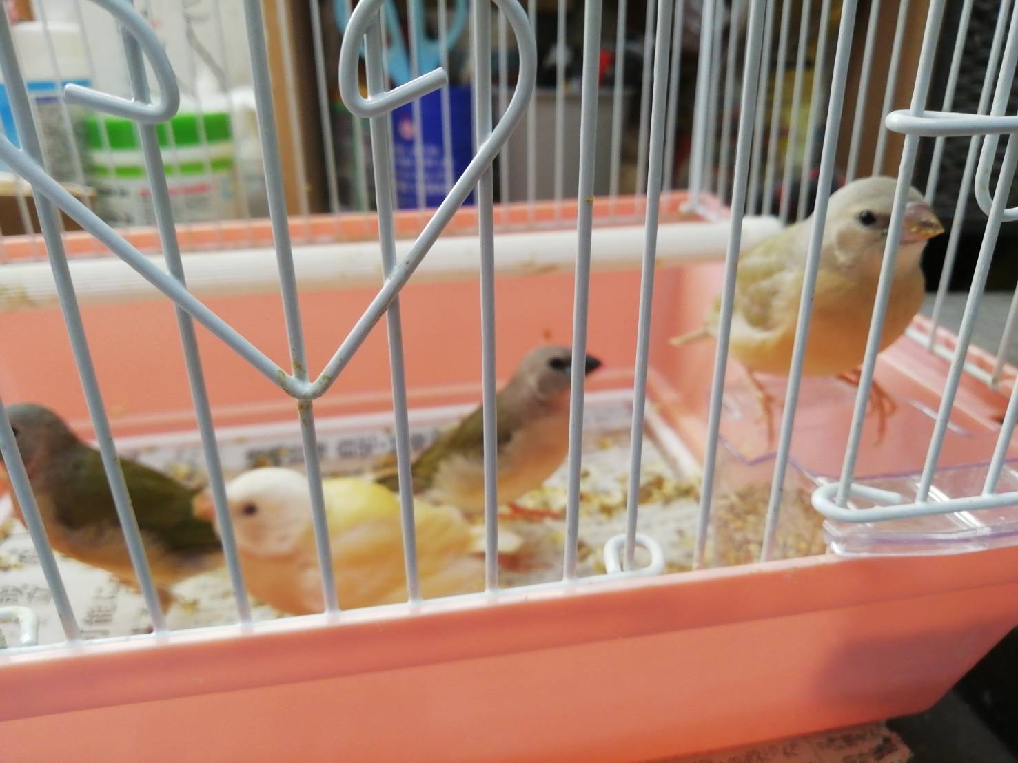 手乗りコキンチョウ
