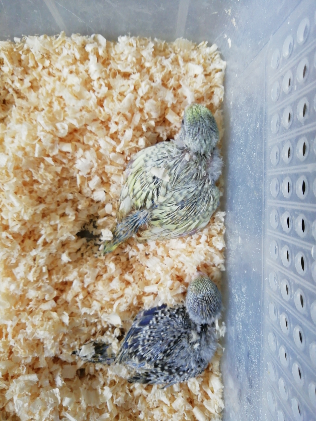 セキセイインコの雛