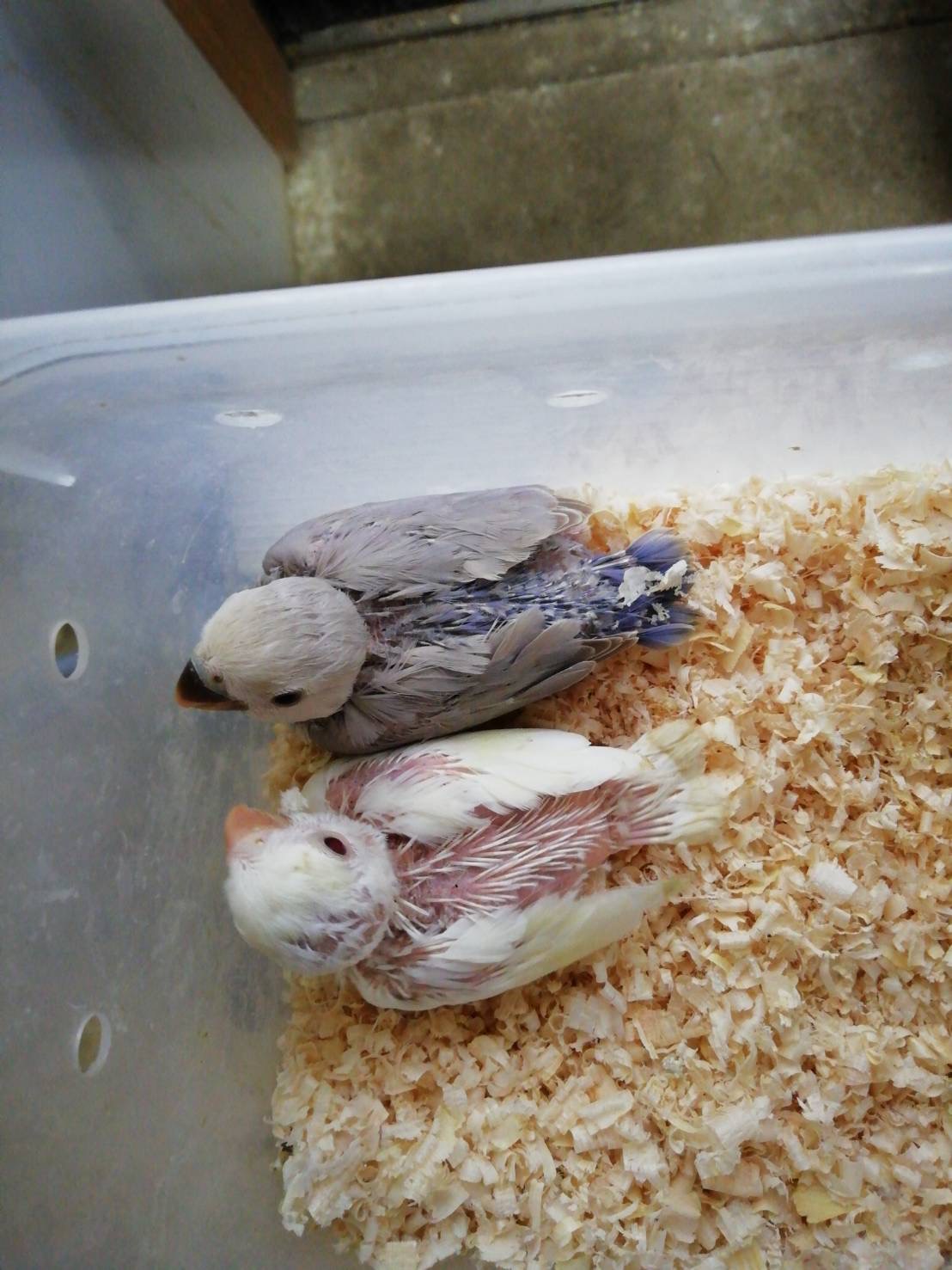 コザクラインコの雛