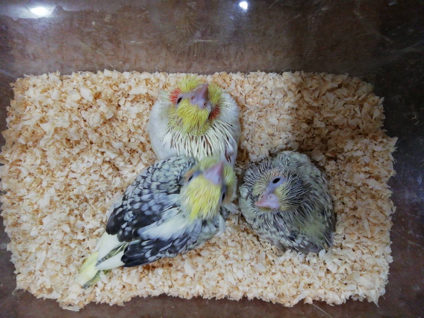 オカメインコの雛
