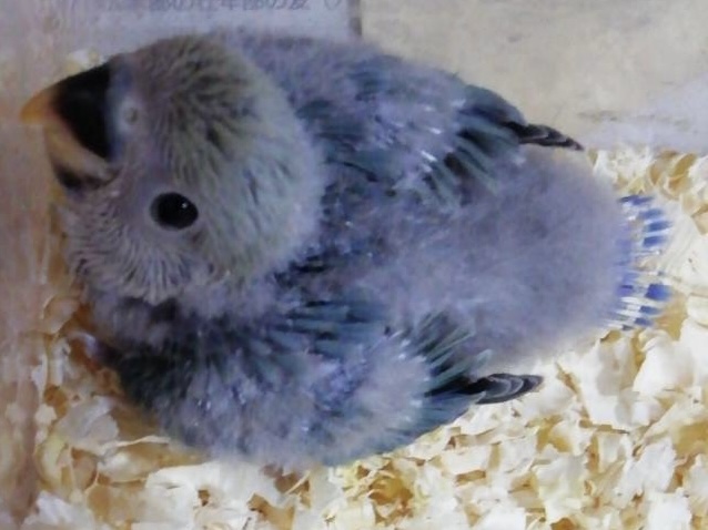 コザクラインコの雛