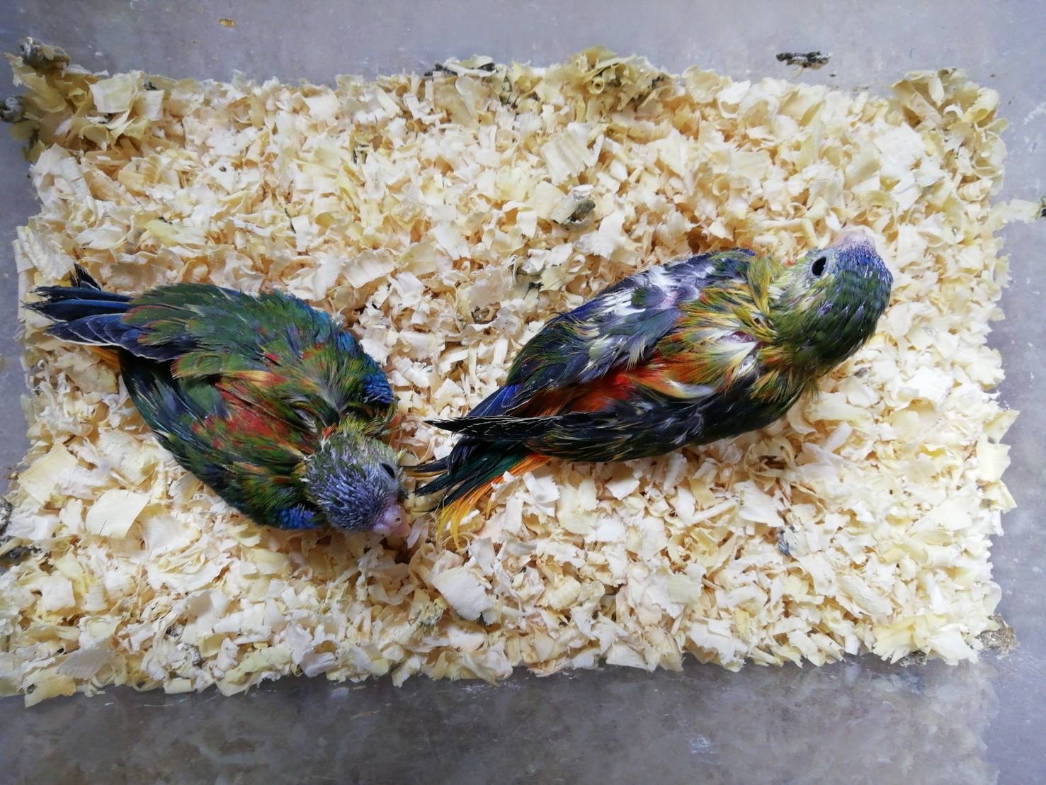 キキョウインコ