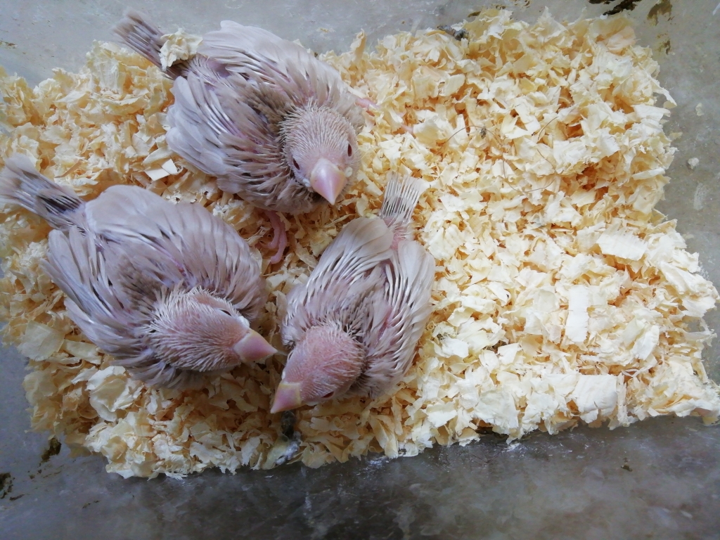 クリーム文鳥の雛