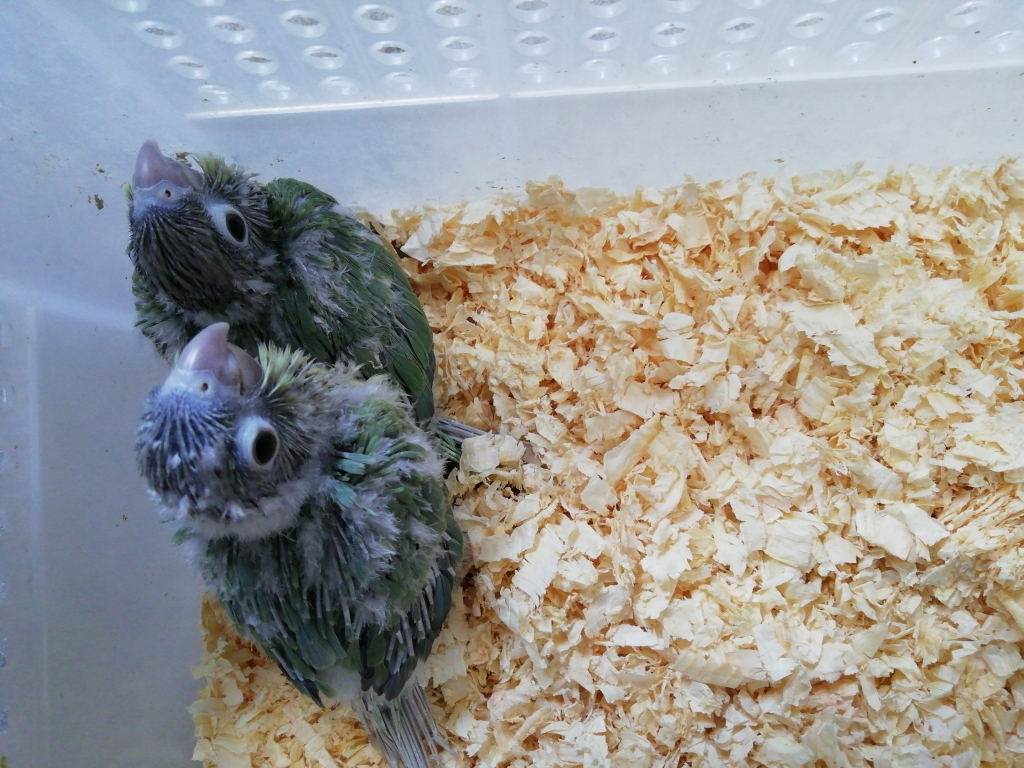 ウロコインコの雛