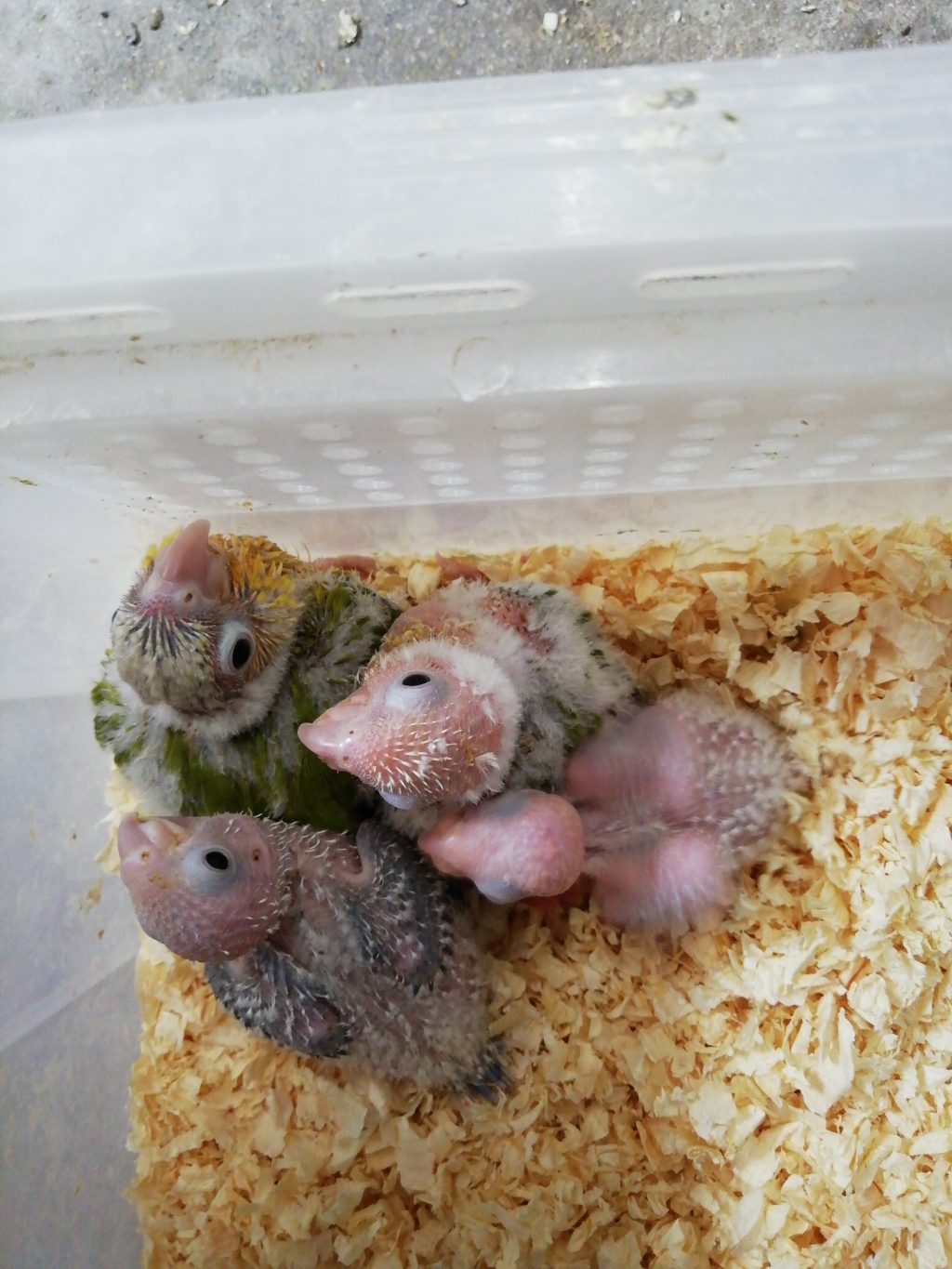 ウロコインコの雛