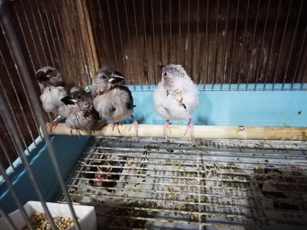 文鳥の雛