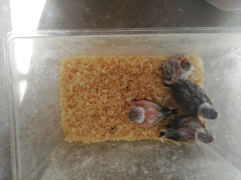 アキクサインコの雛