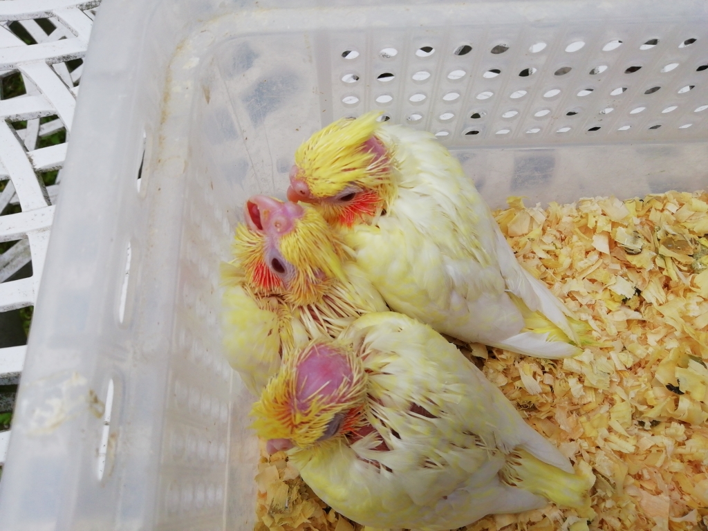 オカメインコの雛