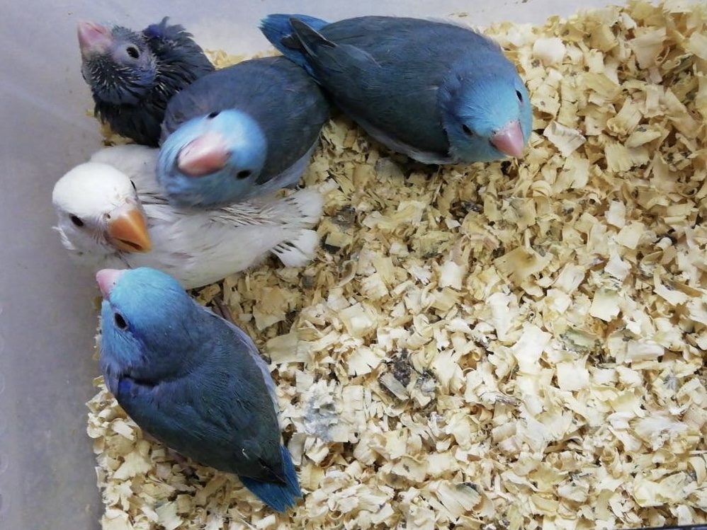 マメルリハとコザクラインコの雛