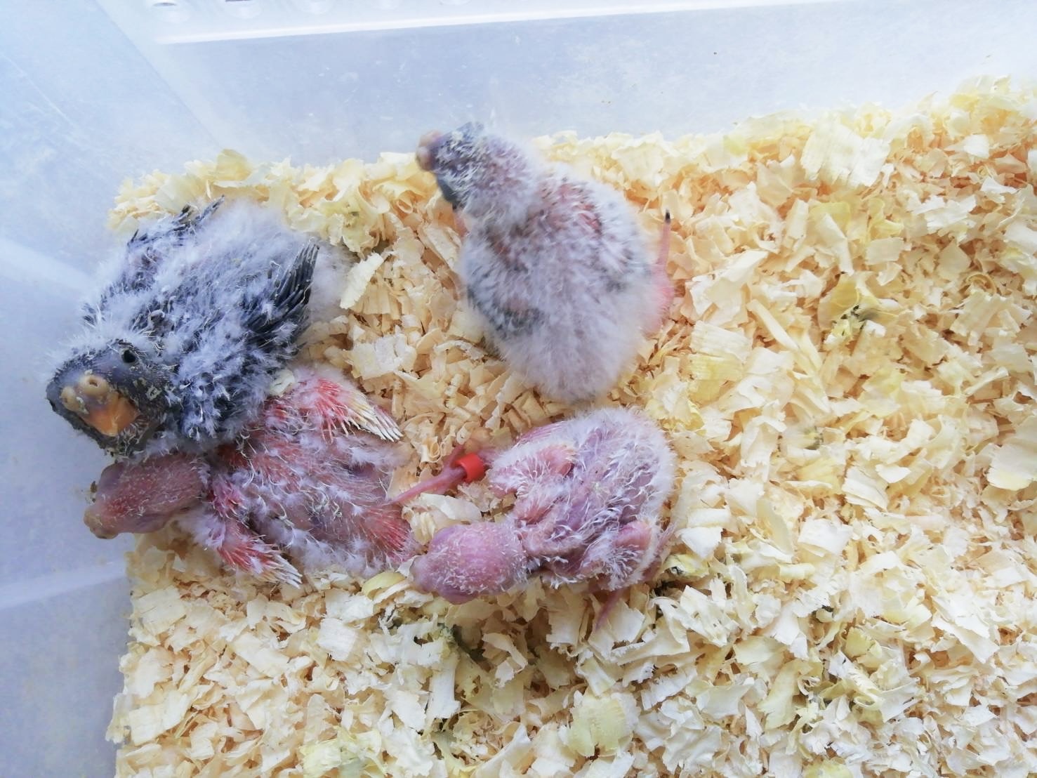 アキクサインコの雛