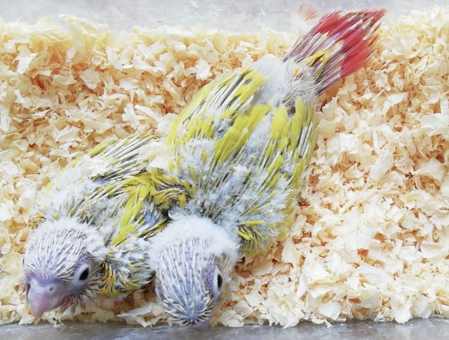 ウロコインコの雛