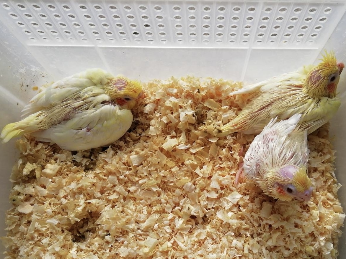 オカメインコの雛