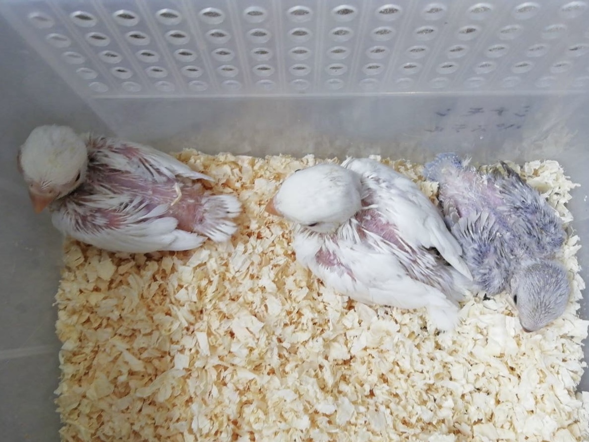 コザクラインコの雛