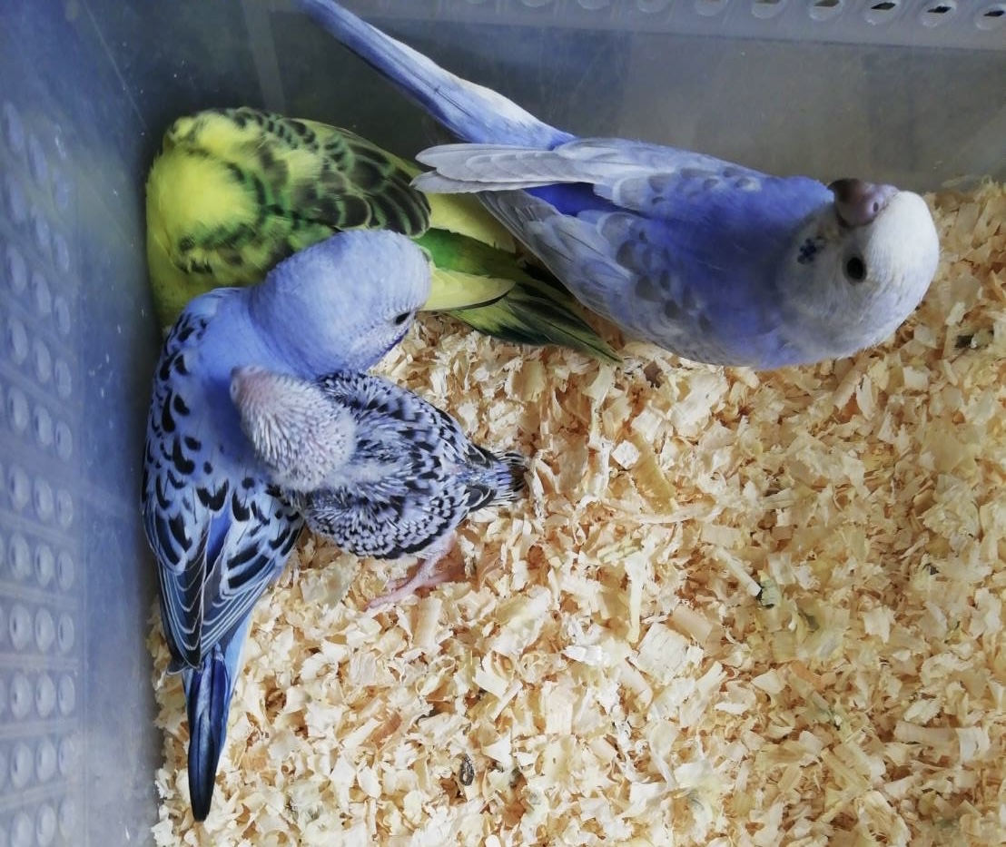 セキセイインコの雛