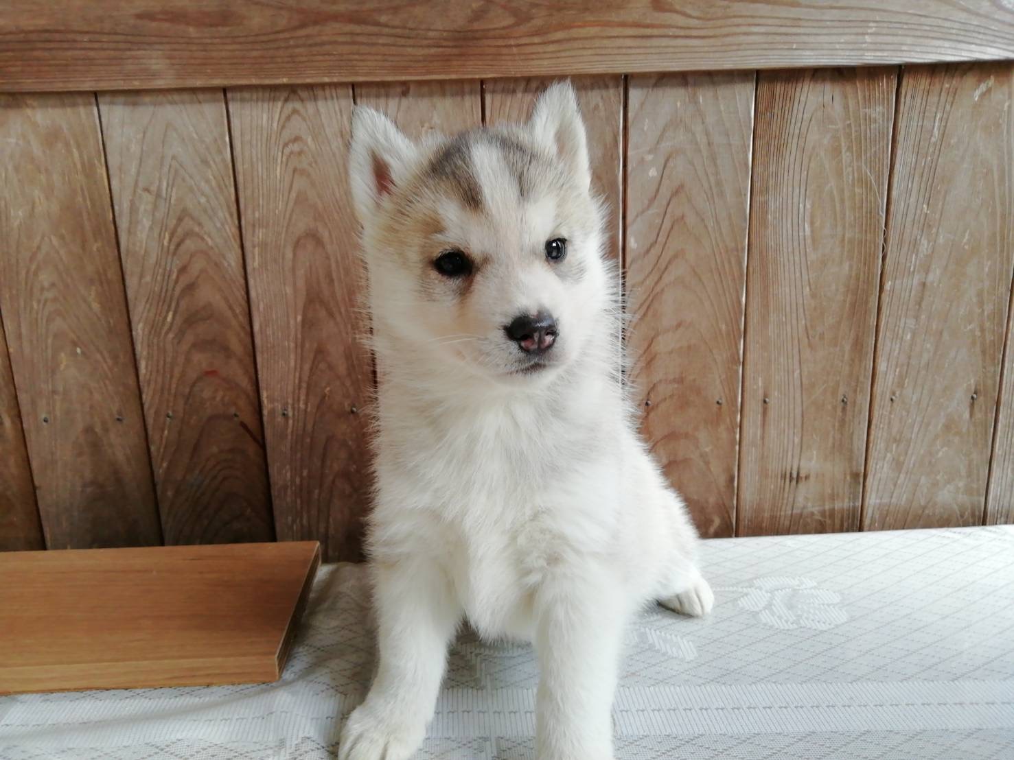 シベリアンハスキー仔犬