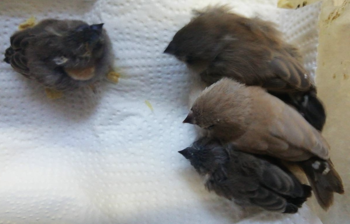 キンカチョウの雛