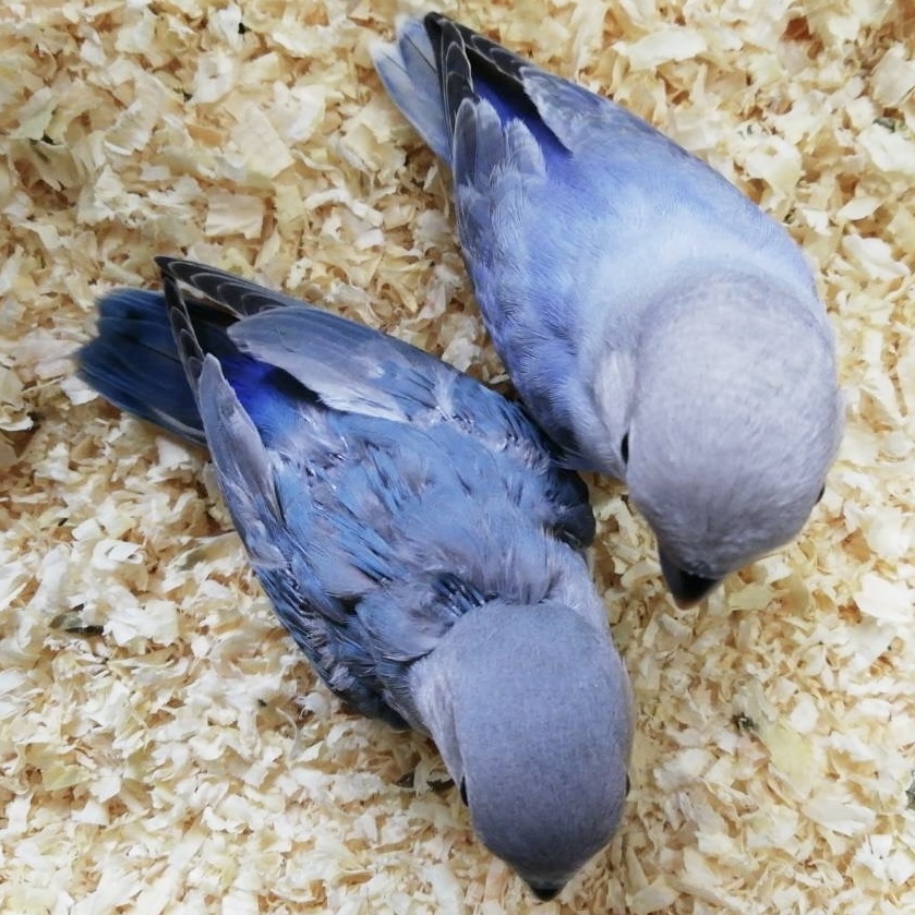 コザクラインコの雛