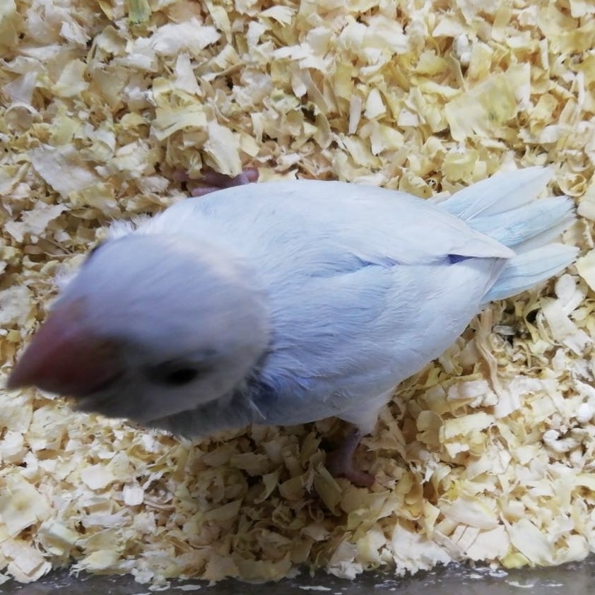 マメルリハの雛