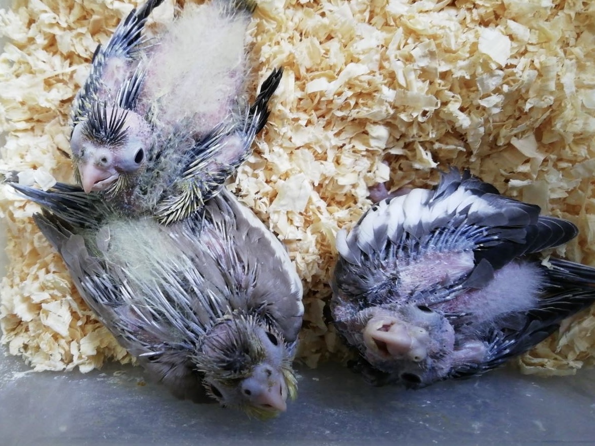 オカメインコの雛