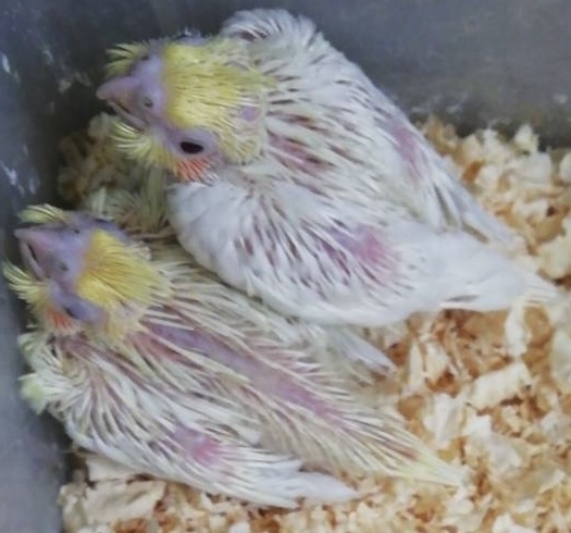 オカメインコの雛