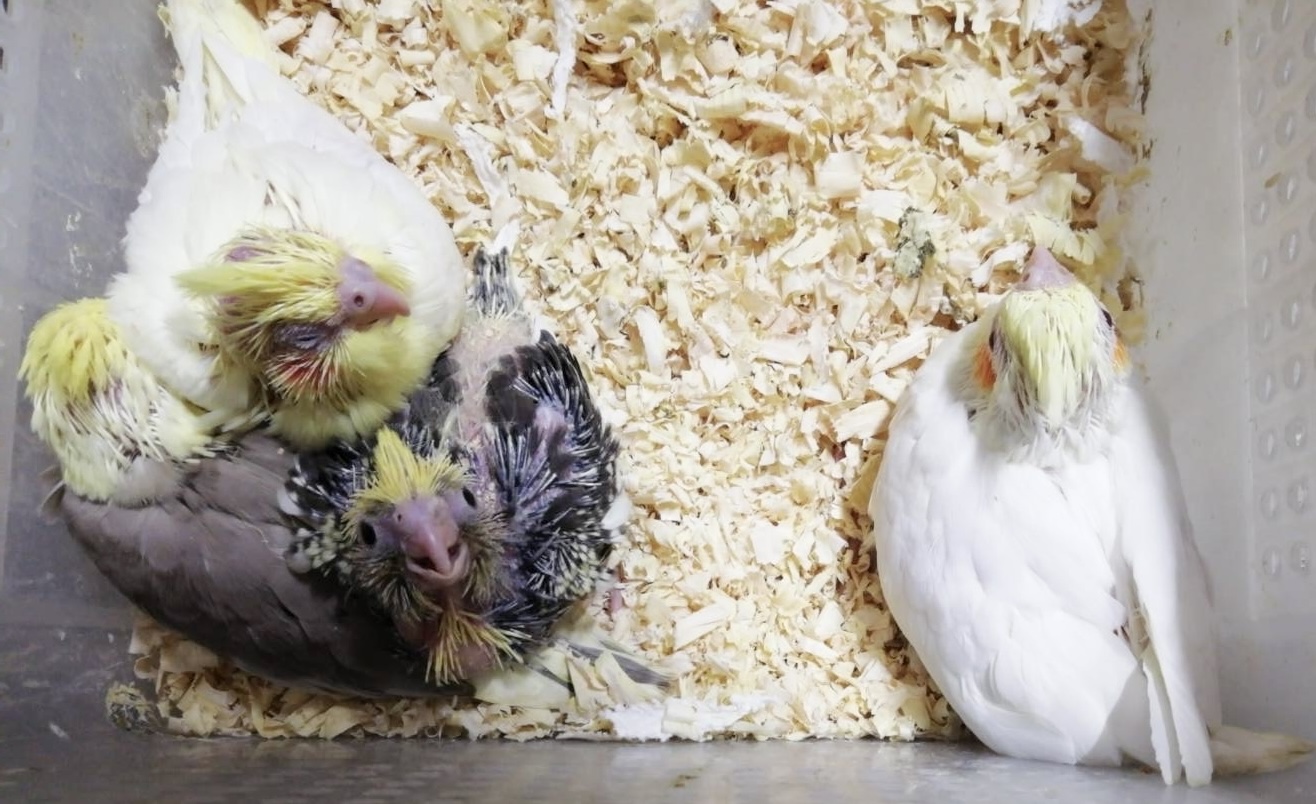 オカメインコの雛