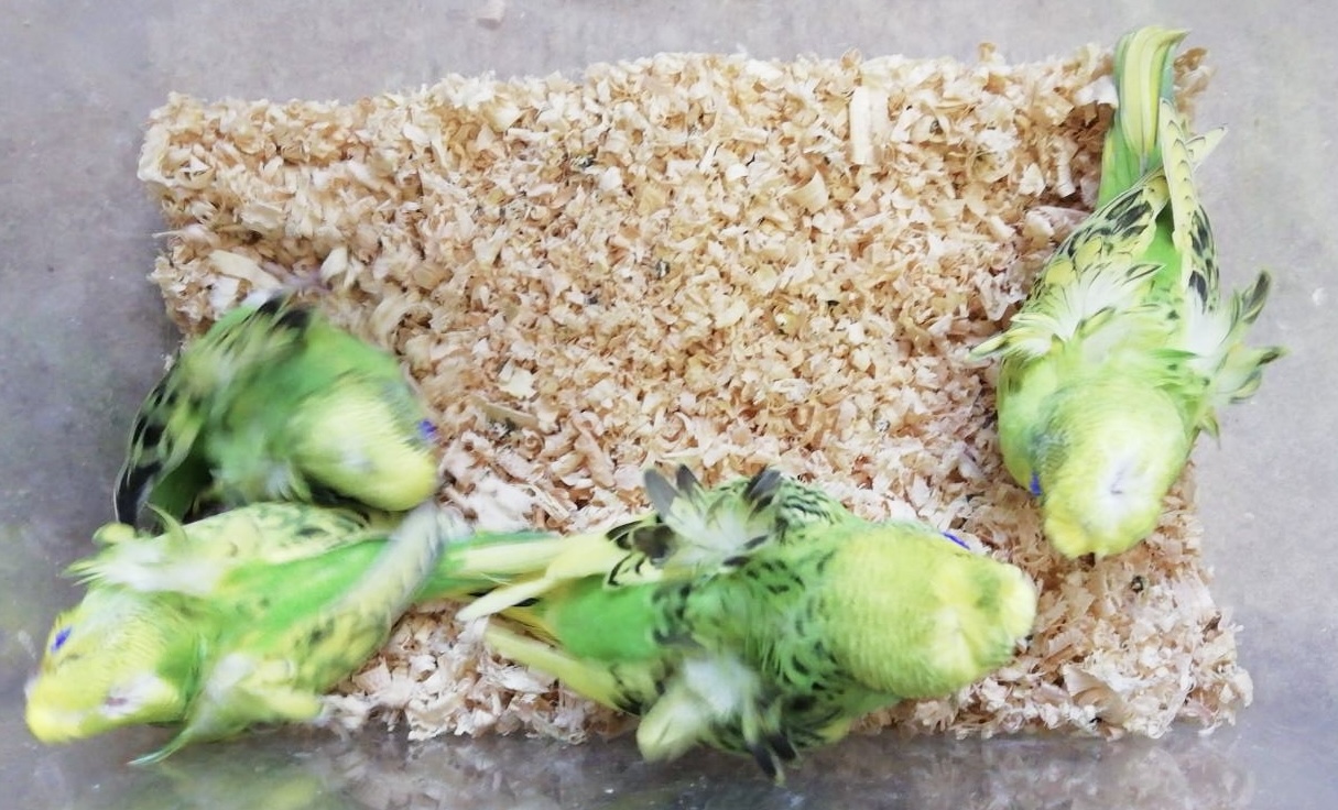 羽衣セキセイインコの雛