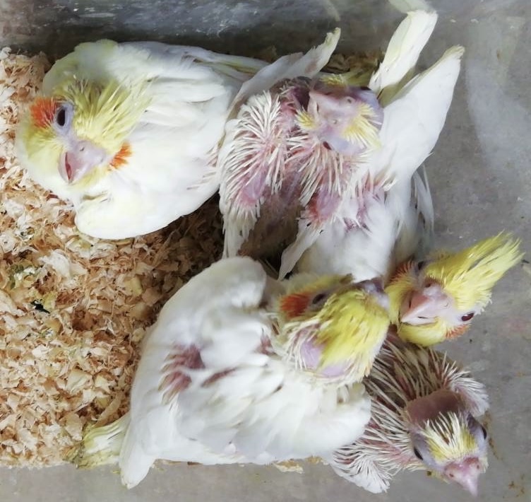 オカメインコの雛